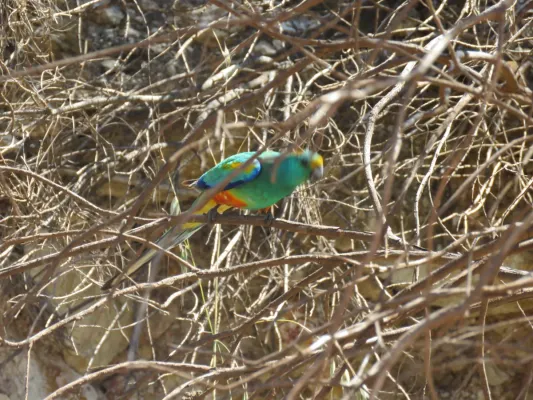 File:Mulga parrot (Psephotellus varius) at Caron Dam, September 2021 01.jpg