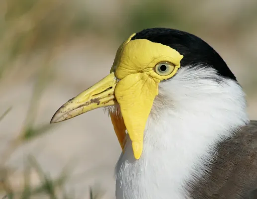 File:Vanellus miles miles.jpg