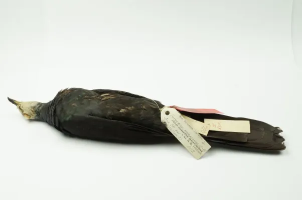 File:NML-VZ T8112 Turacoena menadensis sulaensis.jpg