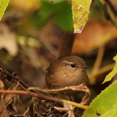 File:Troglodytes hiemalis Chicago IL.jpg