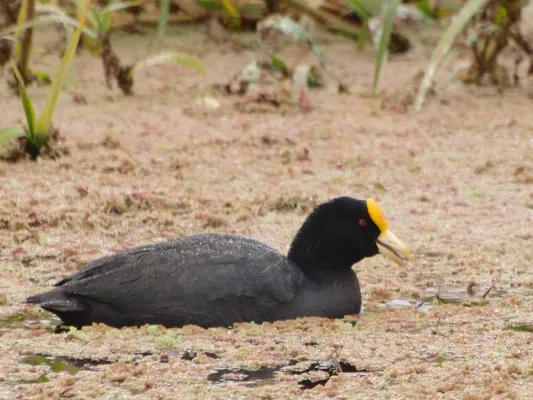 File:Fulica leucoptera -Pineyro, Buenos Aires, Argentina-8.jpg