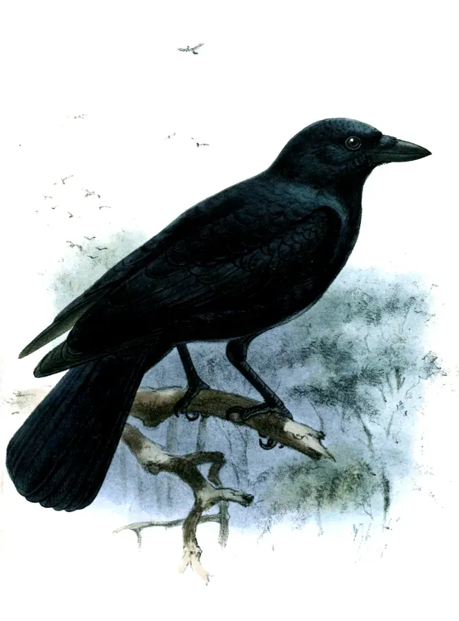 File:CorvusMoneduloidesKeulemans.jpg