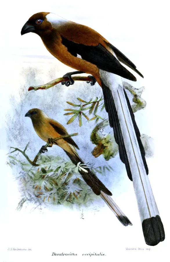 File:DendrocittaOccipitalisKeulemans.jpg