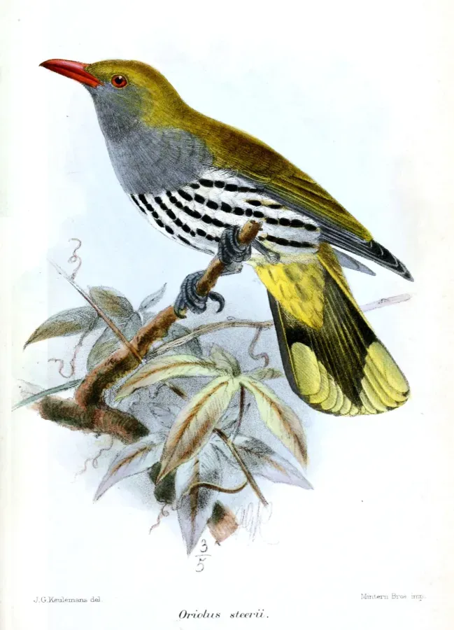 File:OriolusSteeriiKeulemans.jpg