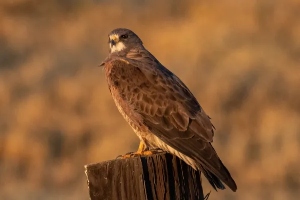 File:Buteo swainsoni - 2021.jpg