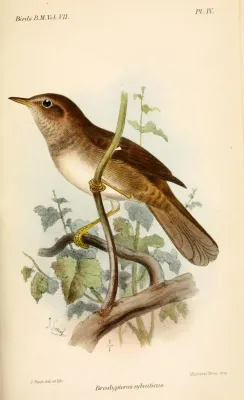 File:BradypterusSylvaticusSmit.jpg