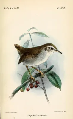 File:UropsilaLeucogastraKeulemans.jpg