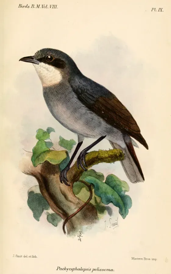 File:PachycephalopsisPoliosomaSmit.jpg