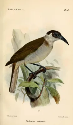 File:PhilemonCockerelliSmit.jpg