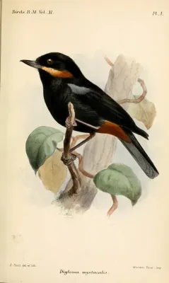 File:DiglossaMystacalisSmit.jpg