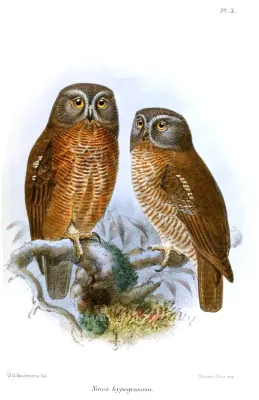 File:NinoxHypogrammaKeulemans.jpg