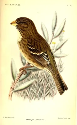 File:CrithagraLeucopteraHart.jpg