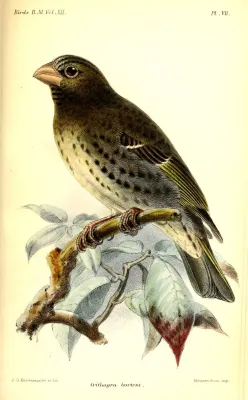 File:CrithagraBurtoniKeulemans.jpg
