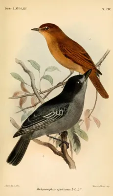 File:PachyramphusSpodiurusSmit.jpg