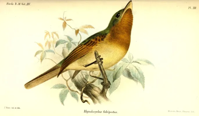 File:RhynchocyclusFulvipectusSmit.jpg