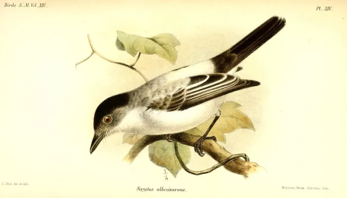 File:SirystesAlbocinereusSmit.jpg