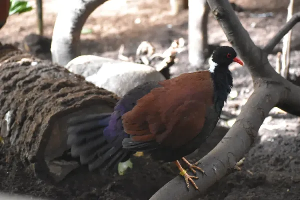File:Otidiphaps nobilis aruensis, Barcelona Zoo.jpg