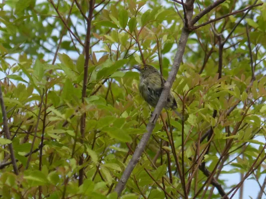 File:White-eyed vireo (Vireo griseus bermudianus) in Fiddlewood (Citharexylum spinosum), Bermuda.jpg