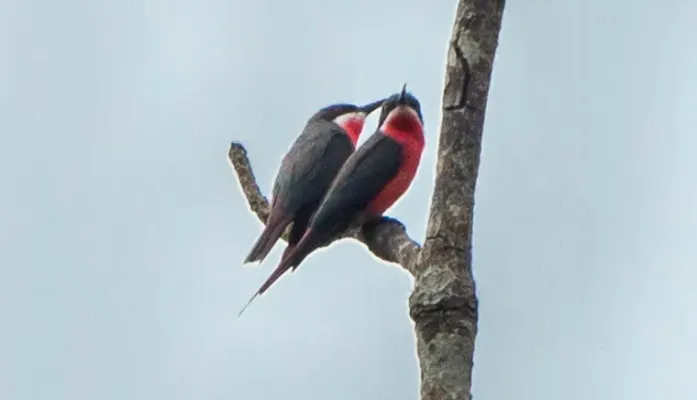 File:Merops malimbicus (cropped2).jpg