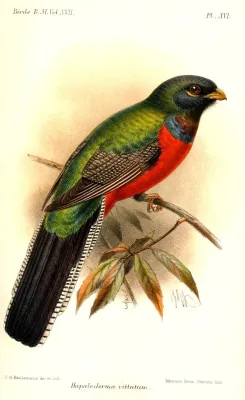 File:HapalodermaVittatumKeulemans.jpg