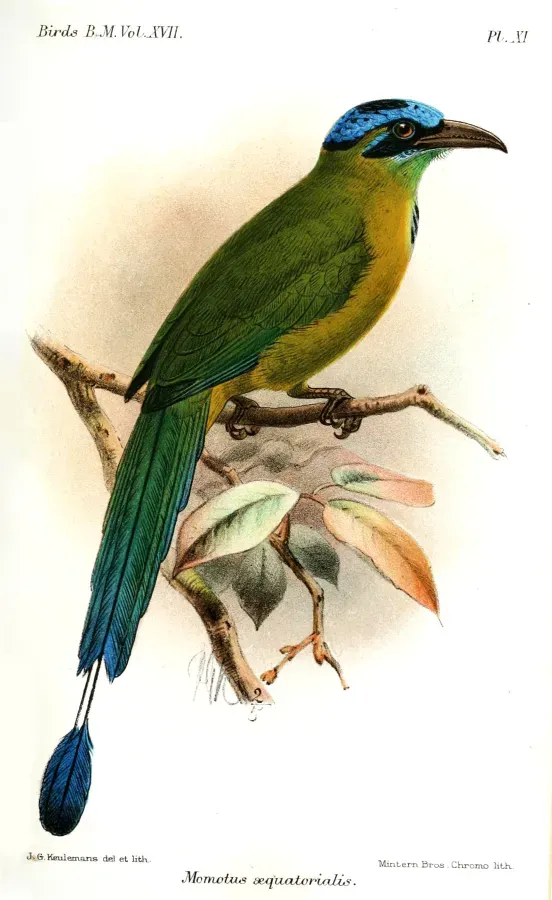 File:MomotusAequatorialisKeulemans.jpg