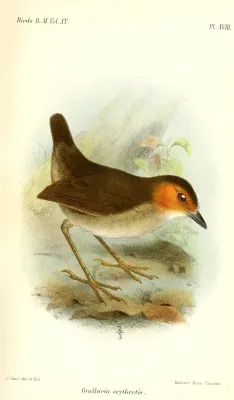 File:GrallariaErythrotisSmit.jpg