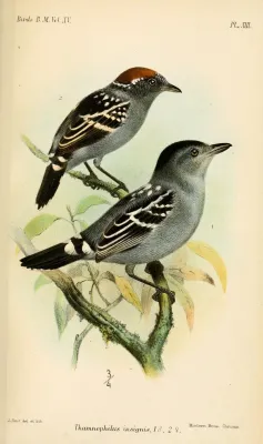 File:ThamnophilusInsignisSmit.jpg