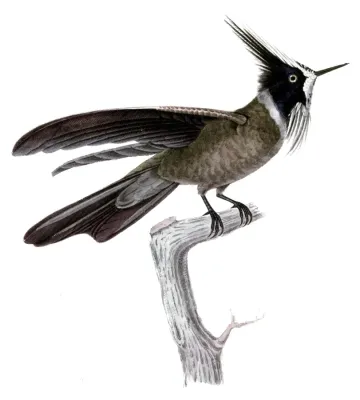 File:Oxypogon guerinii lindenii.jpg