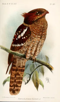 File:BatrachostomusHartertiKeulemans.jpg