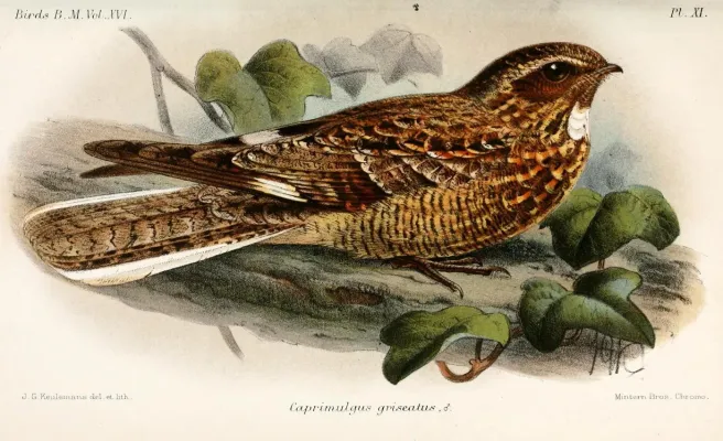 File:CaprimulgusGriseatusKeulemans.jpg
