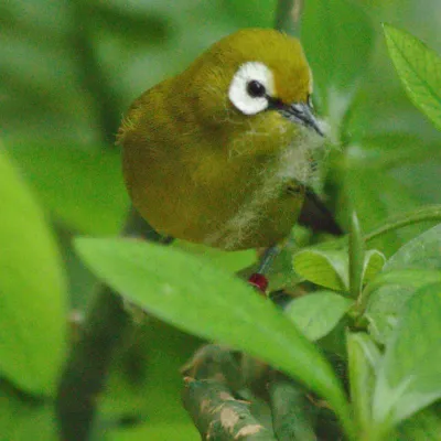 File:2018-06-22 AT Wien 13 Hietzing, Tiergarten Schönbrunn, Zosterops poliogastrus eurycricotus (48981220313).jpg