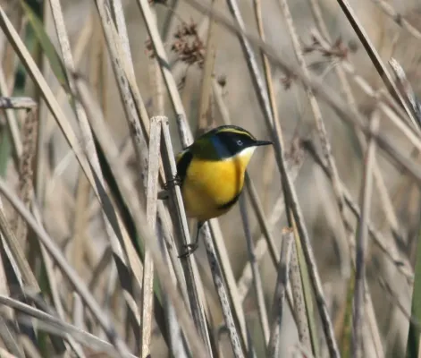 File:Tachuris rubrigastra 2.JPG