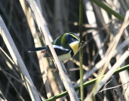 File:Tachuris rubrigastra 3.JPG