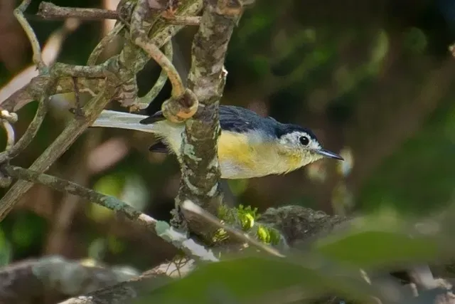 File:Polioptila lactea - Creamy-bellied Gnatcatcher; Derrubadas, Rio Grande do Sul, Brazil.jpg