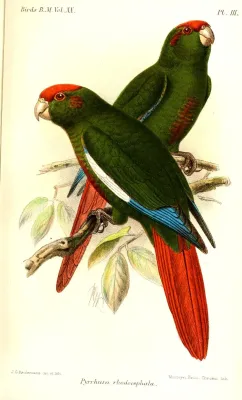 File:PyrrhuraRhodocephalaKeulemans.jpg