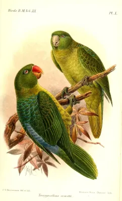 File:TanygnathusEverettiKeulemans.jpg