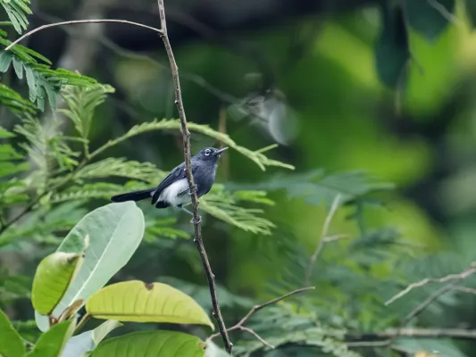 File:Polioptila schistaceigula - Slate-throated Gnatcatcher - male.jpg