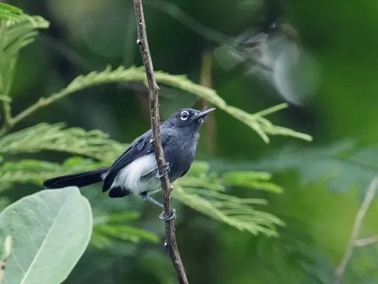 File:Polioptila schistaceigula - Slate-throated Gnatcatcher - male (cropped).jpg