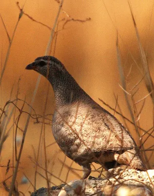 File:Ammoperdix griseogularis.jpg