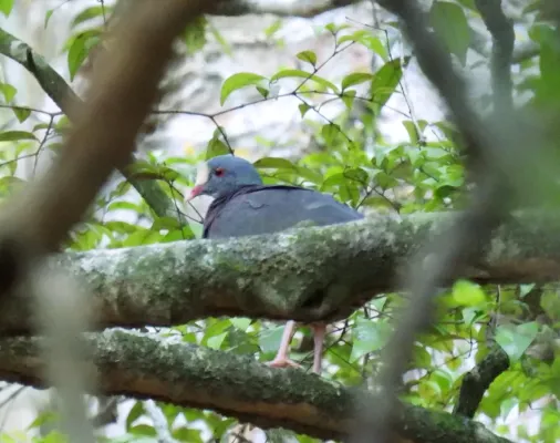 File:Geotrygon leucometopia, Hoyo De Pelempito, Dominican Republic 1.jpg