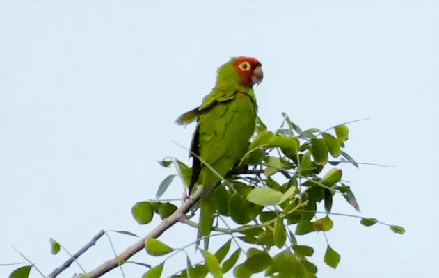 File:Psittacara erythrogenys, Guayas, Ecuador 1.jpg