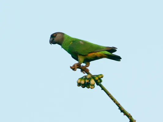 File:Poicephalus senegalus, Fulladu West, Gambia 1.jpg