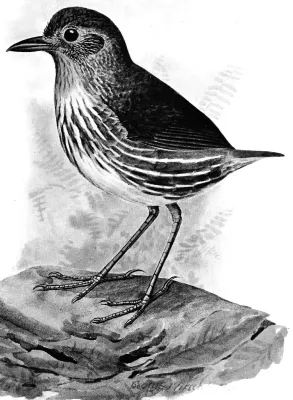 File:Grallaria bangsi.jpg