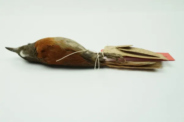 File:NML-VZ D4943 Synallaxis erythrothorax.jpg