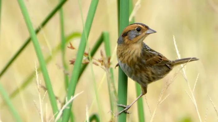 File:Ammospiza nelsoni 145265620.jpg