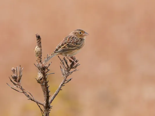File:Ammodramus savannarum 160849415.jpg