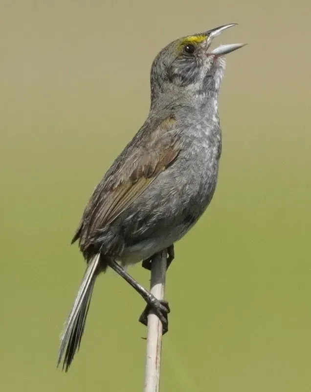 File:Ammospiza maritima 140747494 (cropped).jpg