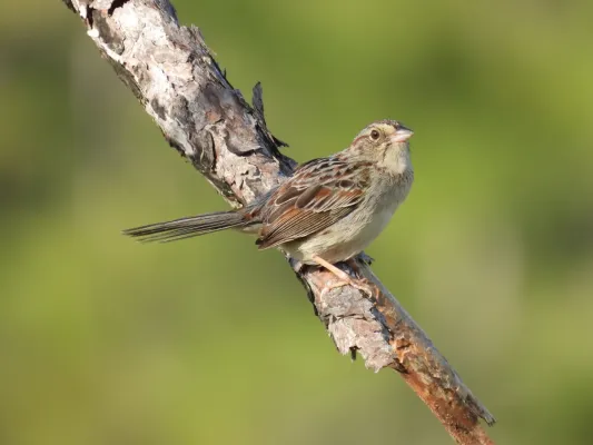 File:Peucaea aestivalis 131605655.jpg