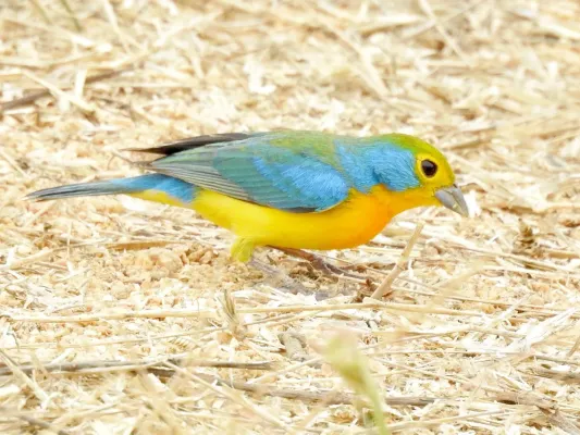 File:Passerina leclancherii 111325159.jpg