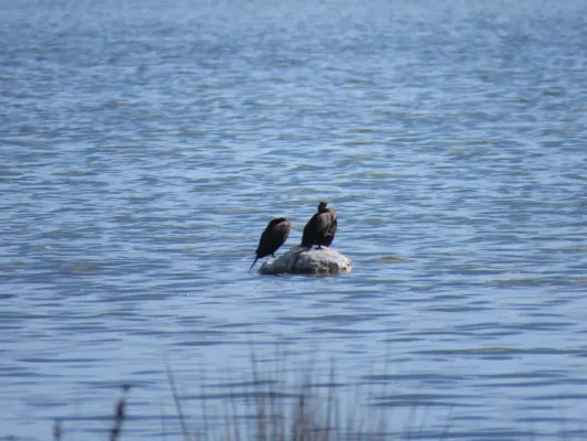 File:Little Black Cormorants (Phalacrocorax sulcirostris) at Lake Walyungup, October 2021 01.jpg